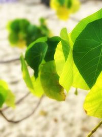 Close-up of plant