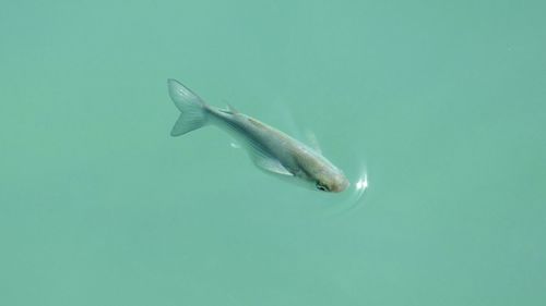 Fish swimming in sea