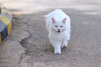 Portrait of white cat