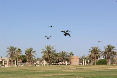 Birds flying in the sky