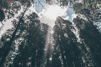 Low angle view of sunlight streaming through trees