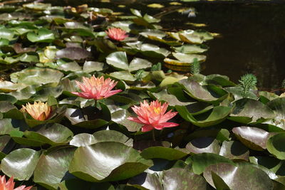 Close-up of pink flowering plants