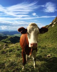 Portrait of cow standing on grassy field