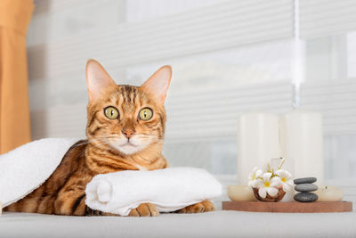 Bengal cat with body massage in spa. domestic kitty resting on massage beds in luxury spa