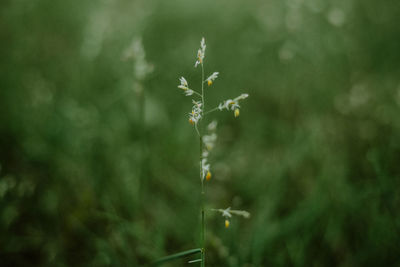 Close-up of flowering plant