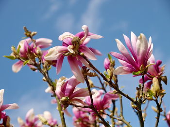 Close-up of pink flowers blooming on tree against sky