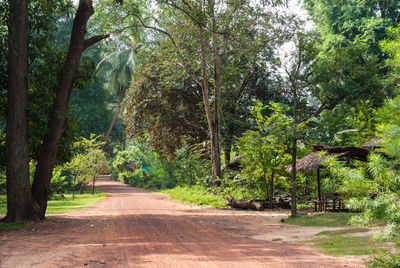 Trees in park