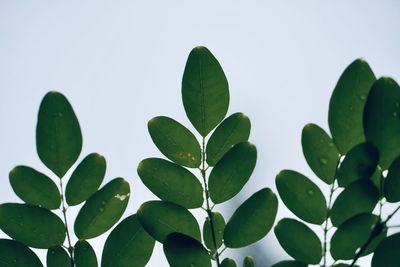 Close-up of leaves against white background