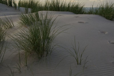 Plants growing on sand at beach