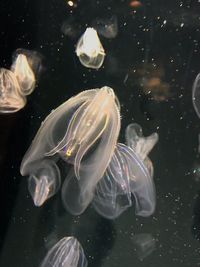 Close-up of jellyfish swimming in water