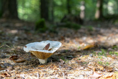 Close-up of mushroom growing on field