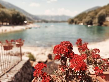 Close-up of red flowering plant against sea