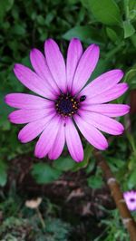 Close-up of purple flower