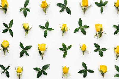 Directly above shot of yellow flowers and leaves arranged on white background