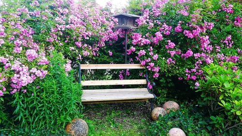 Pink flowering plants and bench in park