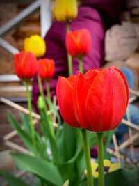 Close-up of red tulip flowers