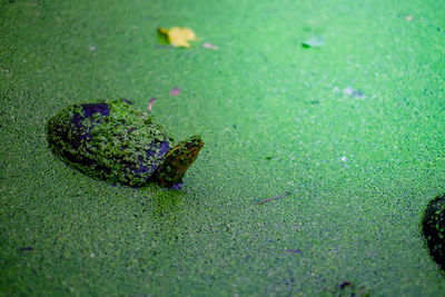 High angle view of frog on land