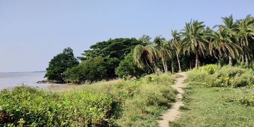 Trees on field against clear sky