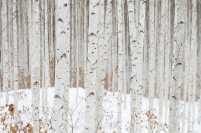 Full frame shot of trees on snow at forest