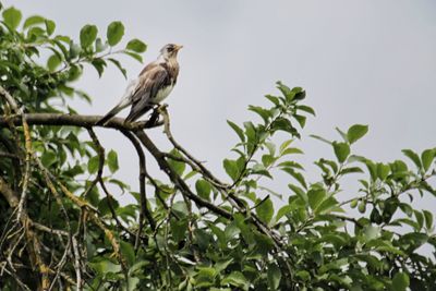 Low angle view of birds perching on tree