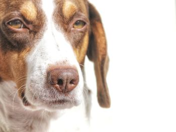 Close-up portrait of a dog