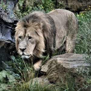 Lion walking on field