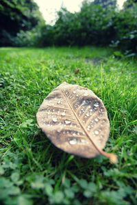 Close-up of dry leaf on land