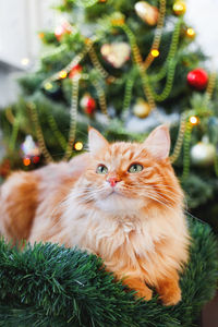 Ginger cat near christmas tree. pet and tree decorated for new year celebration. greeting card.