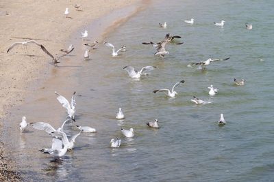 High angle view of seagulls flying over lake