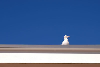 Low angle view of bird perching against clear blue sky