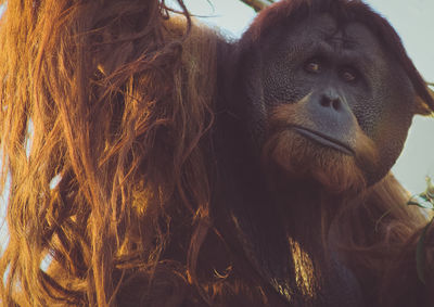 Close-up of orangutan 