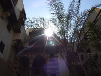 Low angle view of sunlight streaming through palm tree