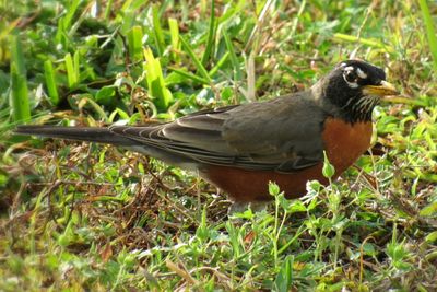 Close-up of bird on field