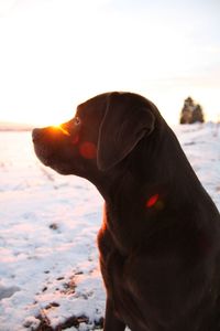 Close-up of dog looking away during winter