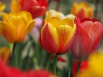 Close-up of red tulips