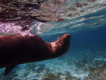 Close-up of turtle swimming in sea