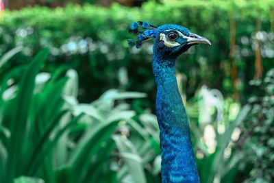 Close-up of a peacock