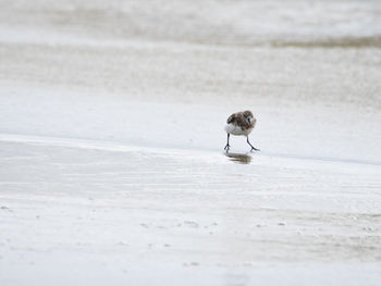 Bird perching on a snow