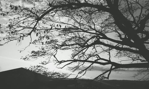 Low angle view of bare trees against sky