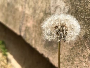 Close-up of dandelion against blurred background