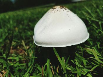 Close-up of mushrooms growing on field