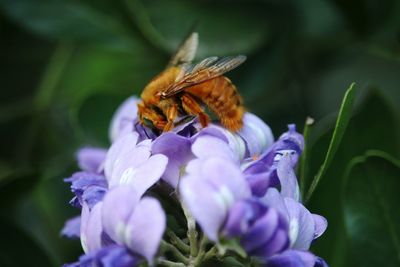 Close-up of honey bee on purple flower