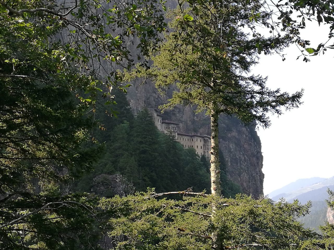 tree, growth, mountain, nature, day, no people, green color, beauty in nature, outdoors, branch, forest, plant, scenics, sky