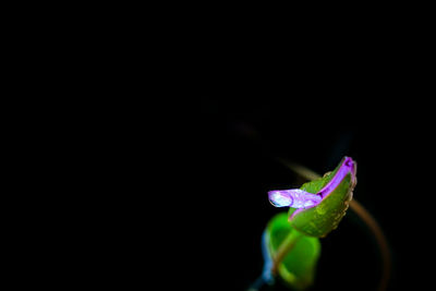 Close-up of flower over black background