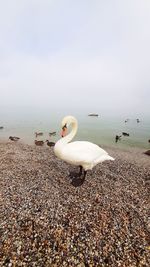 View of swan on beach