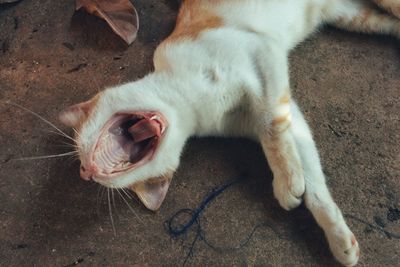 Close-up of cat yawning