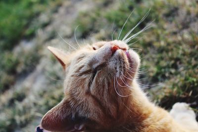 Close-up of a cat with eyes closed