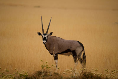 Deer standing on field