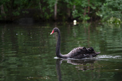 Swan swimming in lake