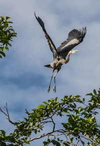 Low angle view of bird flying against sky